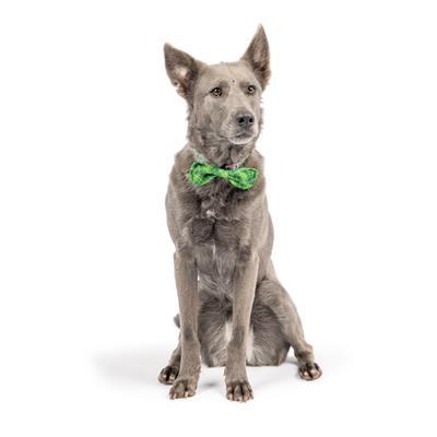 Irish Plaid Bow Tie