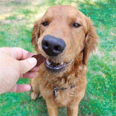 KONG Vitamin Soft Chews Dog Treats 1ea/28Pc