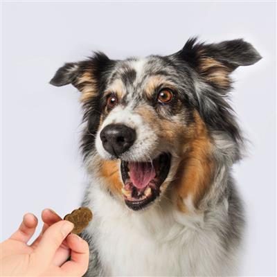 KONG Mobilty Soft Chews Dog Treats 1ea/60Pc
