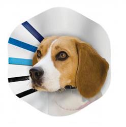 KONG E-Collar Clear/Blue/Black 1ea/LG