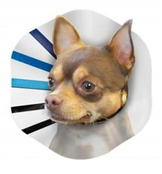 KONG E-Collar Clear/Blue/Black 1ea/SM