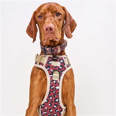 Safari Sport Harness Leopard