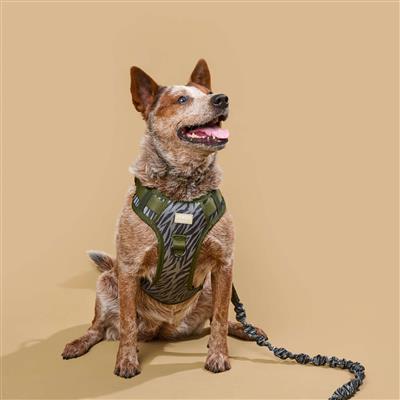 Safari Sport Harness Zebra