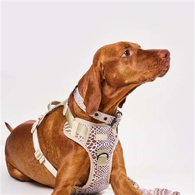 Collar Safari Snake