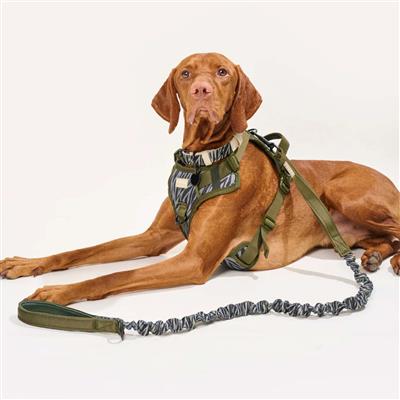 Expandable Leash Safari Zebra