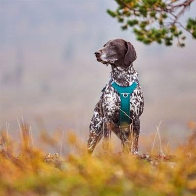 Hurtta Rover Harness