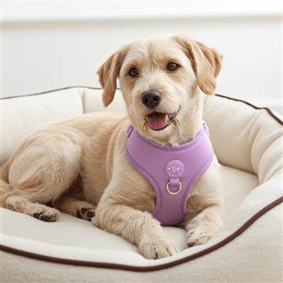 Lilac Purple Harness