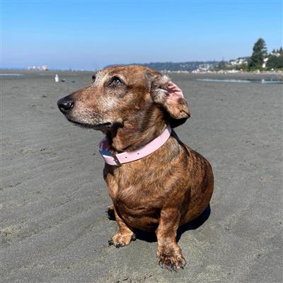 Waterproof Dog Collar - Pink