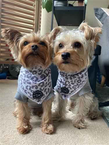 Cooling Bandana - Snow Leopard