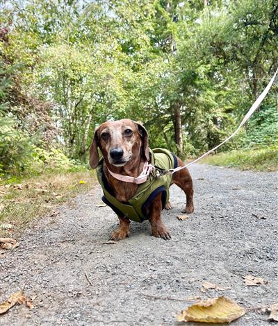 Waterproof Dog Leash - Pink