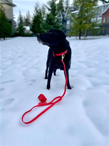 Waterproof Dog Leash - Red