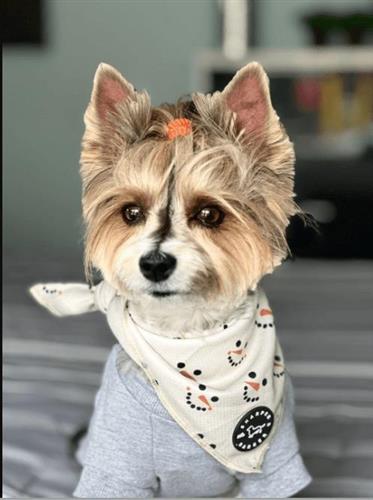 Cooling Bandana - Frosty