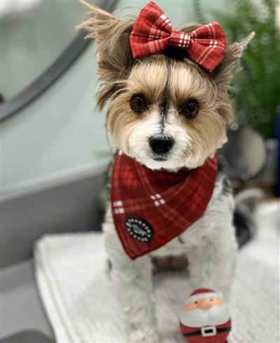 Cooling Bandana - Farmhouse Plaid