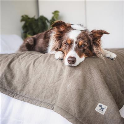 Molly Mutts Dog Cat Blanket Jupiter Medium 56" x  48"