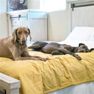 Molly Mutts Dog Cat Blanket Elysium Medium 56" x 48"