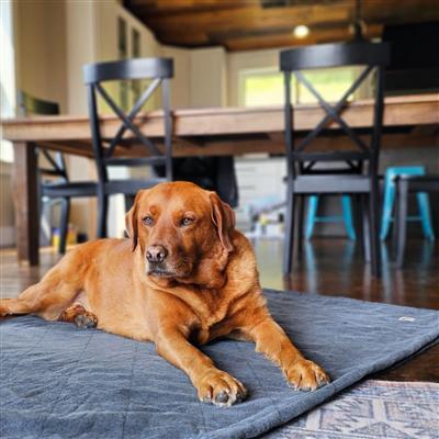 Molly Mutts Dog Cat Blanket Dragonstone Medium 56" x 48"