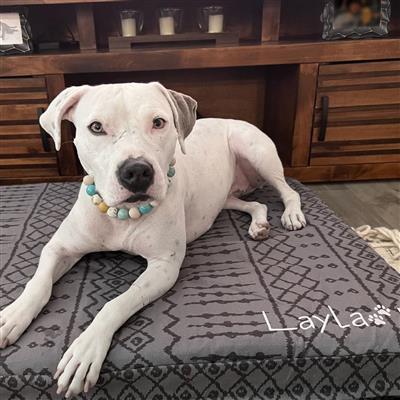 Molly Mutts Dog Duvet Wild World Huge 70-120+lbs. 36" x 45" x 5"