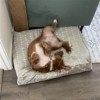 Molly Mutts Dog Duvet Be Still Small 15-30lbs. 22" x 27" x 5"