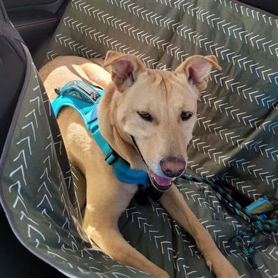 Molly Mutts Dog Cat Car Seat Cover Forever Young