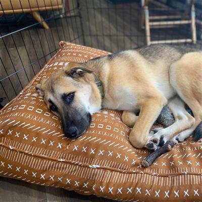 Molly Mutts Dog Duvet Everywhere Huge 70-120+lbs.  36" x 45" x 5"