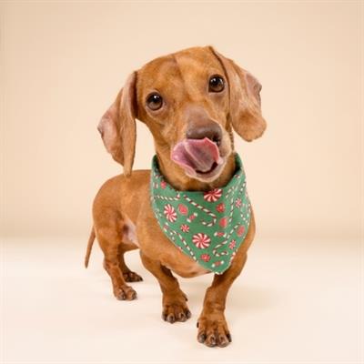 Sugar Dog Bandana