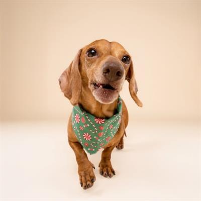 Sugar Dog Bandana