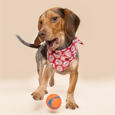 Reindeer Patrol Dog Bandana