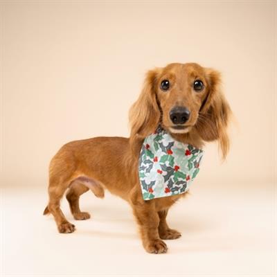 Yule Dog Bandana