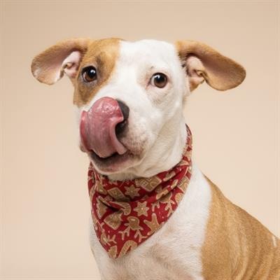 Santa's Cookies Dog Bandana