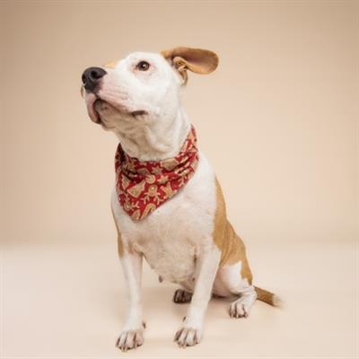 Santa's Cookies Dog Bandana