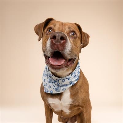 Hanukkah Dog Bandana