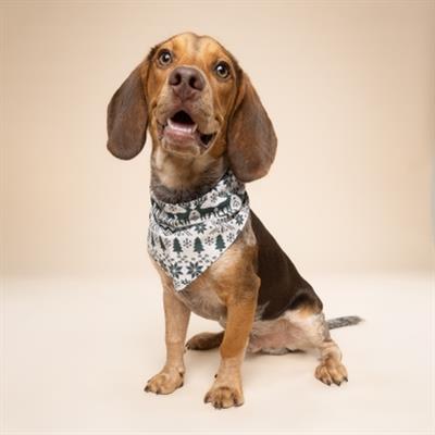 Hygge Dog Bandana