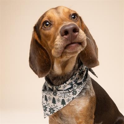 Hygge Dog Bandana