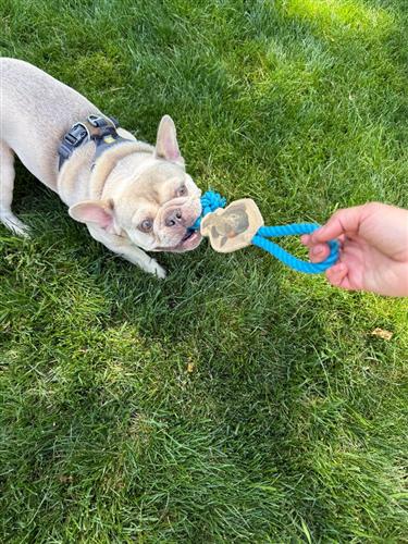 Tall Tails Natural Leather Color Fish Tug - 12"