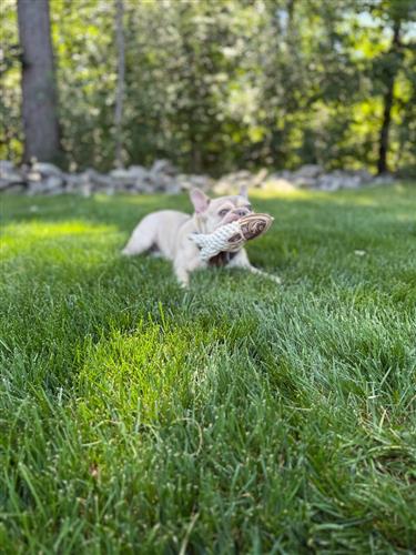 Tall Tails Natural Leather & Rope Crunch Fish - 5"