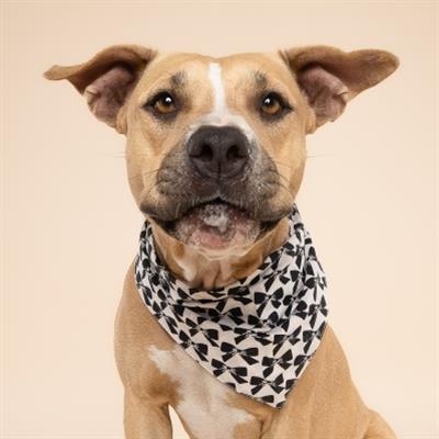Black Tie Dog Bandana