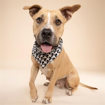 Black Tie Dog Bandana