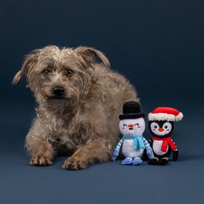 Ultimate Chiller 2Pcs Small Dog Toy Set