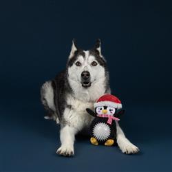 Extra Product Image