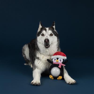 Play It Cool Plush Dog Toy