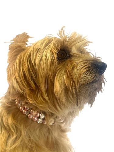 Sparkle & Pearl Pleather Collar, Pink