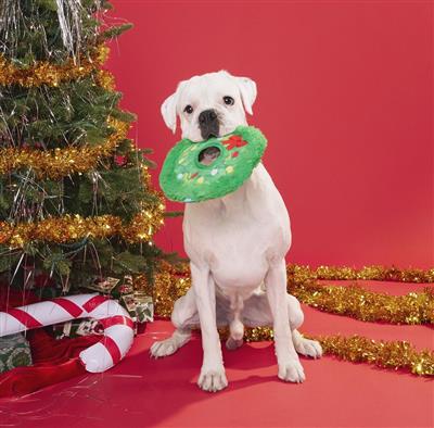 BARK Get Lit Wreath Dog Toy