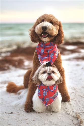 Stella & Oscar Coral Bloom Bandana