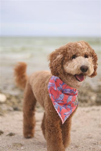 Stella & Oscar Coral Bloom Bandana