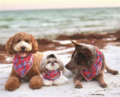 Stella & Oscar Coral Bloom Bandana