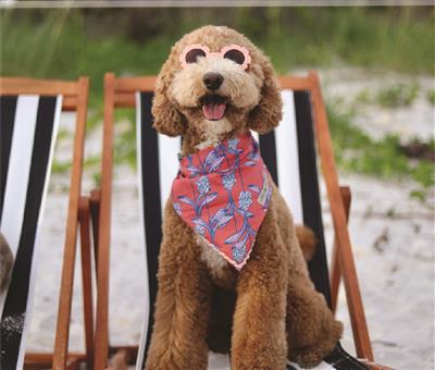 Stella & Oscar Coral Bloom Bandana