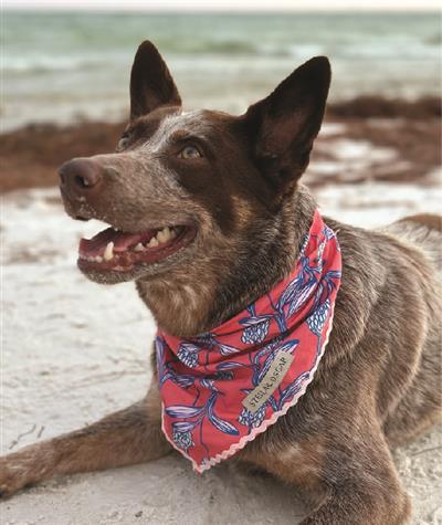 Stella & Oscar Coral Bloom Bandana