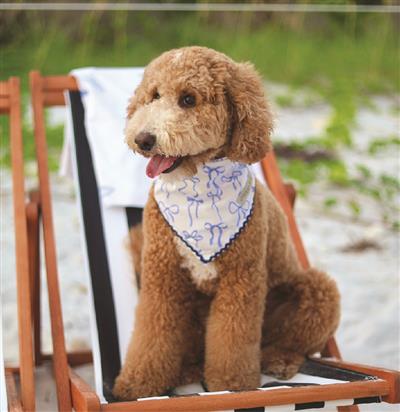Stella & Oscar Ocean Knot Bandana