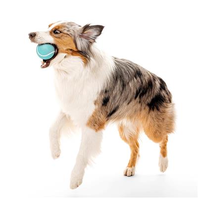 SQUEAKY CHEW BALL PEANUT BUTTER JUMBO