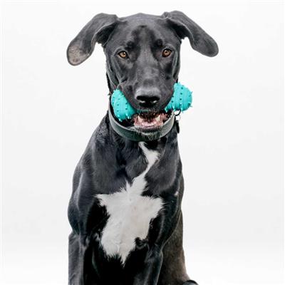 TEETHING BONE PEANUT BUTTER JUMBO